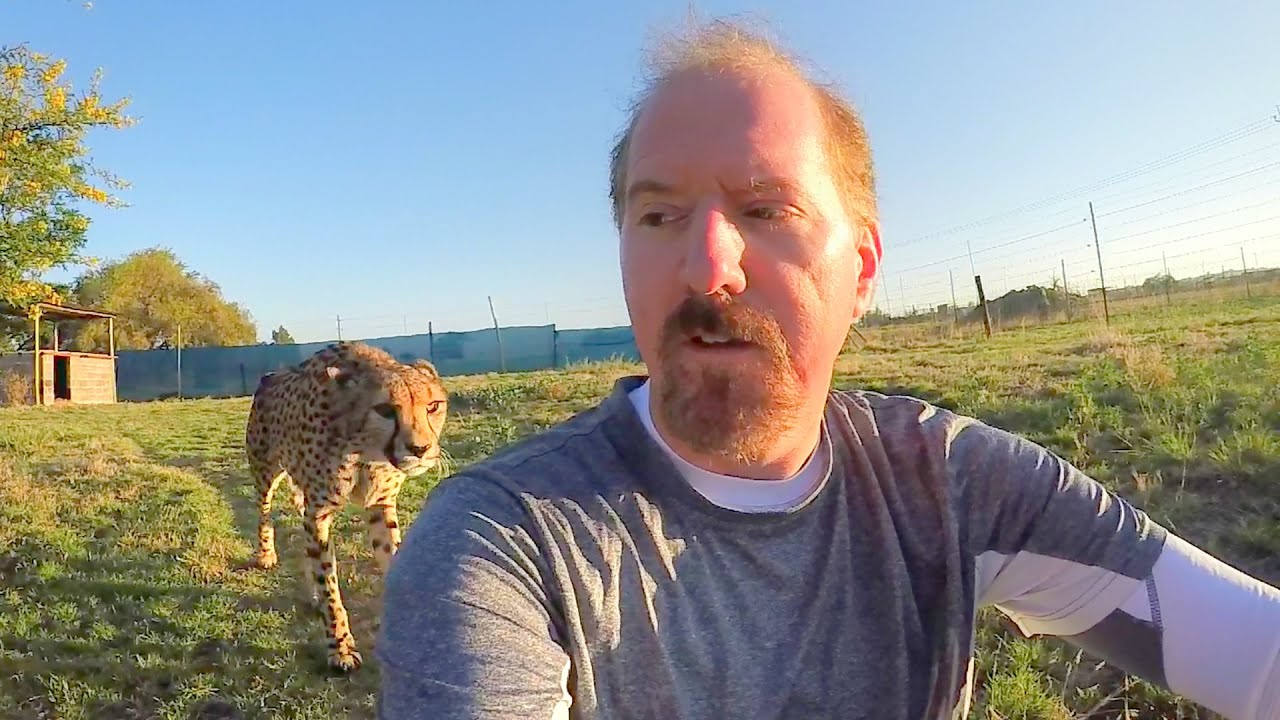 Turning Your Back To Leopards & Cheetahs | BIG CATS Show Their Predatory Nature Part 2