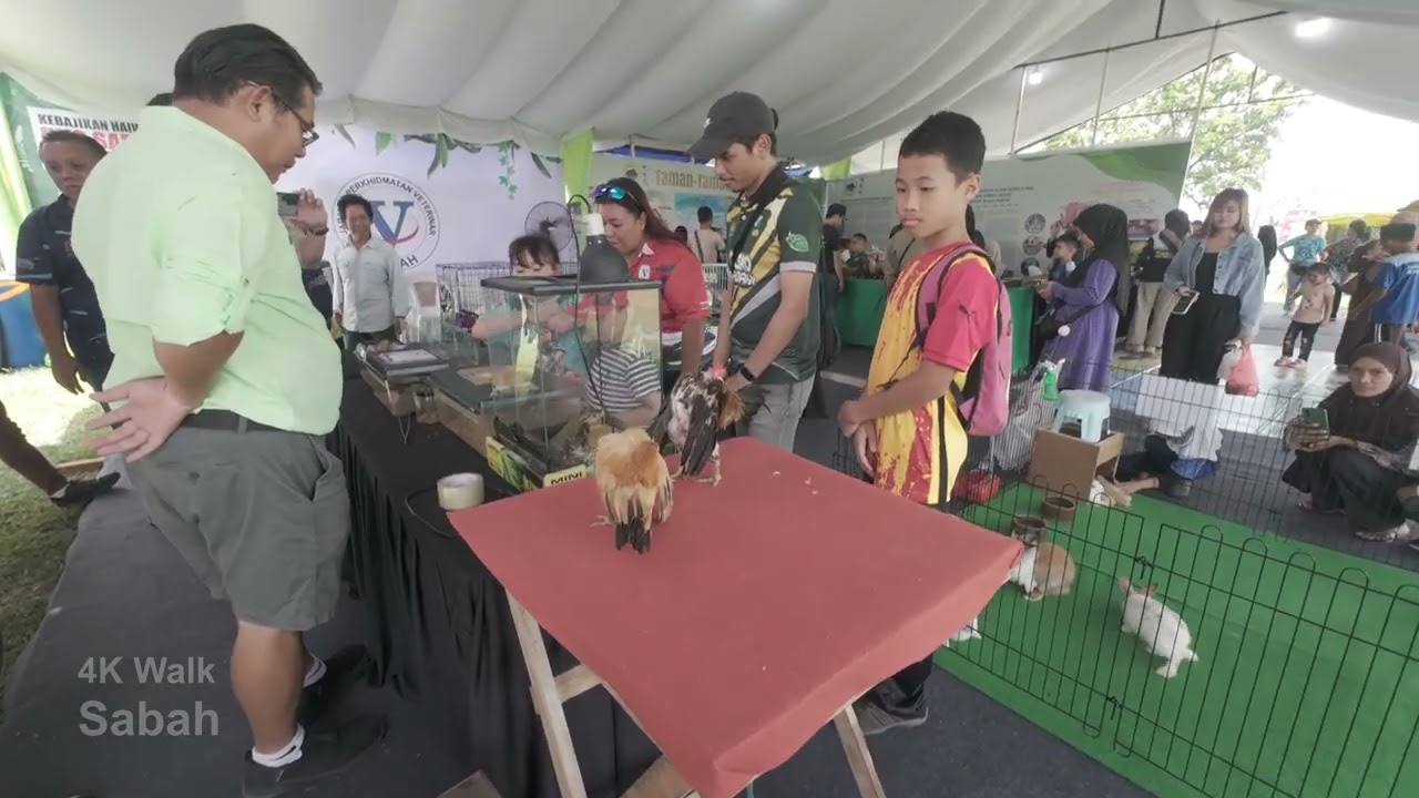 KENINGAU 29/8/2025 - Ayam Katik, FAMA Fest Event - 4K Walk Sabah - DJI Osmo Action 4