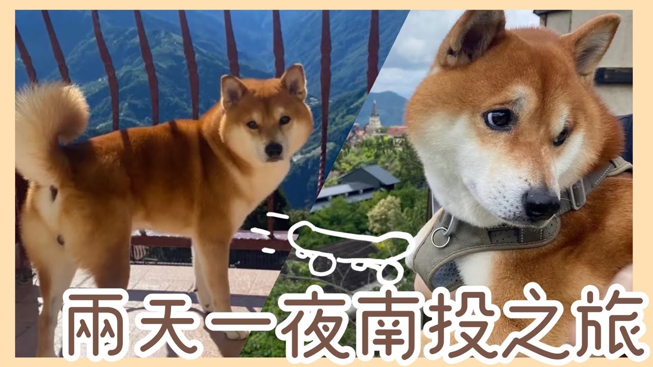 【柴犬呆萌】狗狗玩南投Vlog👣  我去南投啦🐶 整路度估😪