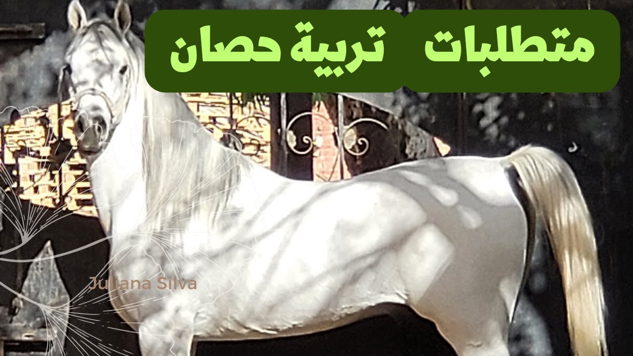 متطلبات تربية حصان