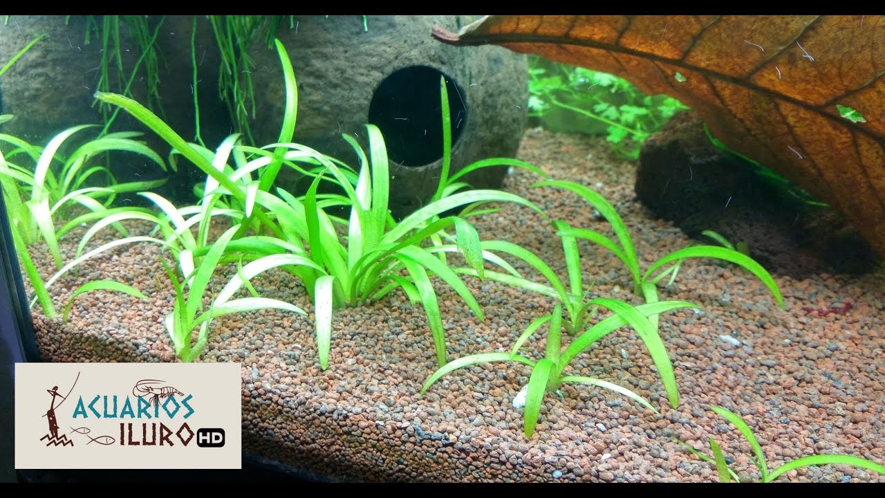 Reproduccion de Sagitaria Subulata y Sorpresa Final!!!