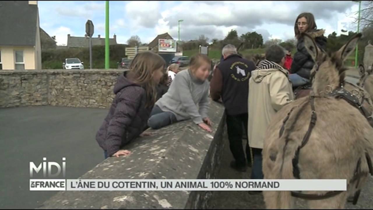 ANIMAUX : L'âne Normand, un animal phare de la Manche
