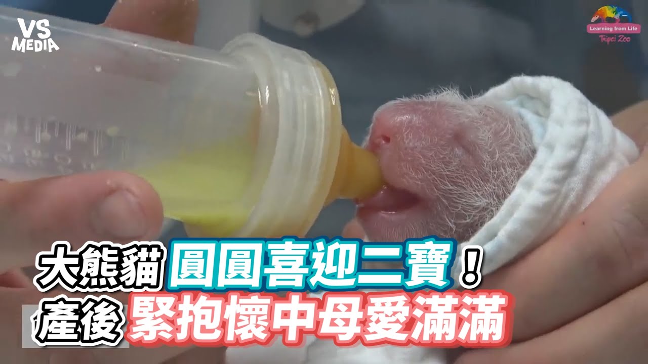 大熊貓圓圓喜迎二寶！產後緊抱懷中母愛滿滿《VS MEDIA》