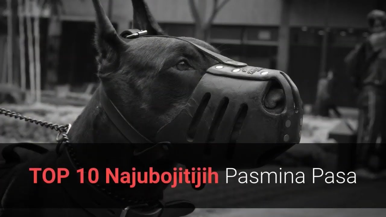 🐕 Ubojiti Psi - Top 10 Najubojitijih Pasmina Pasa Na Svijetu!