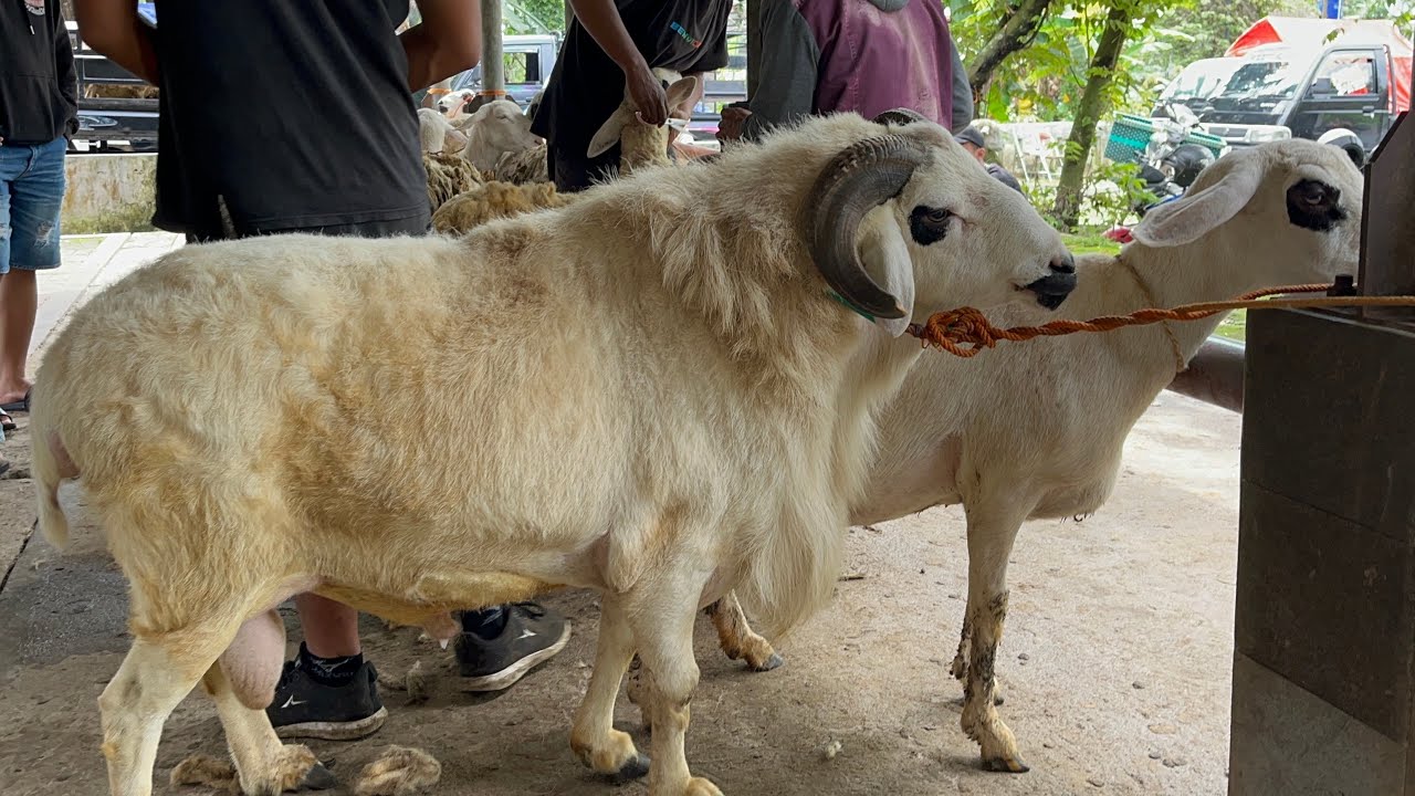 PASAR HEWAN KRANGGAN TEMAGGUNG JANTAN MULAI NAIK