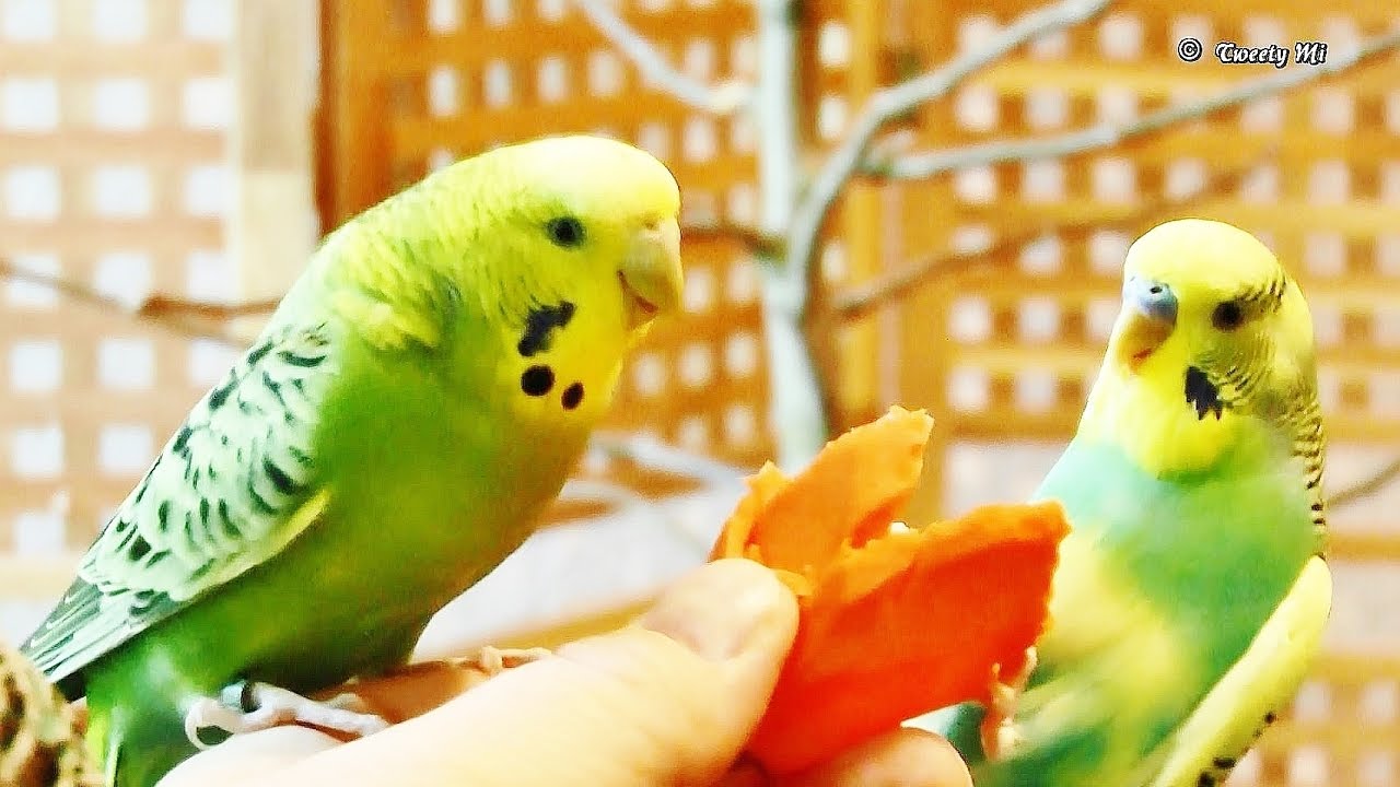 Wellensittich zähmen - mit Karotte