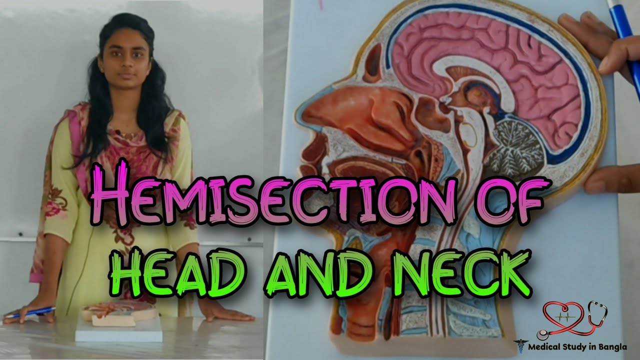 Hemisection of head-neck in Bangla || Medical study in Bangla