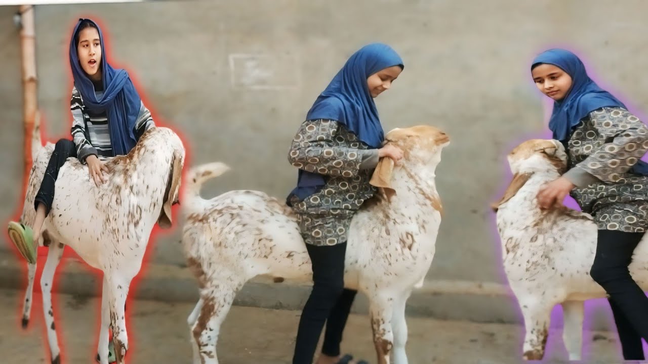 Zoya k sath riding video | bakry ka arfa sy badla 🔥|