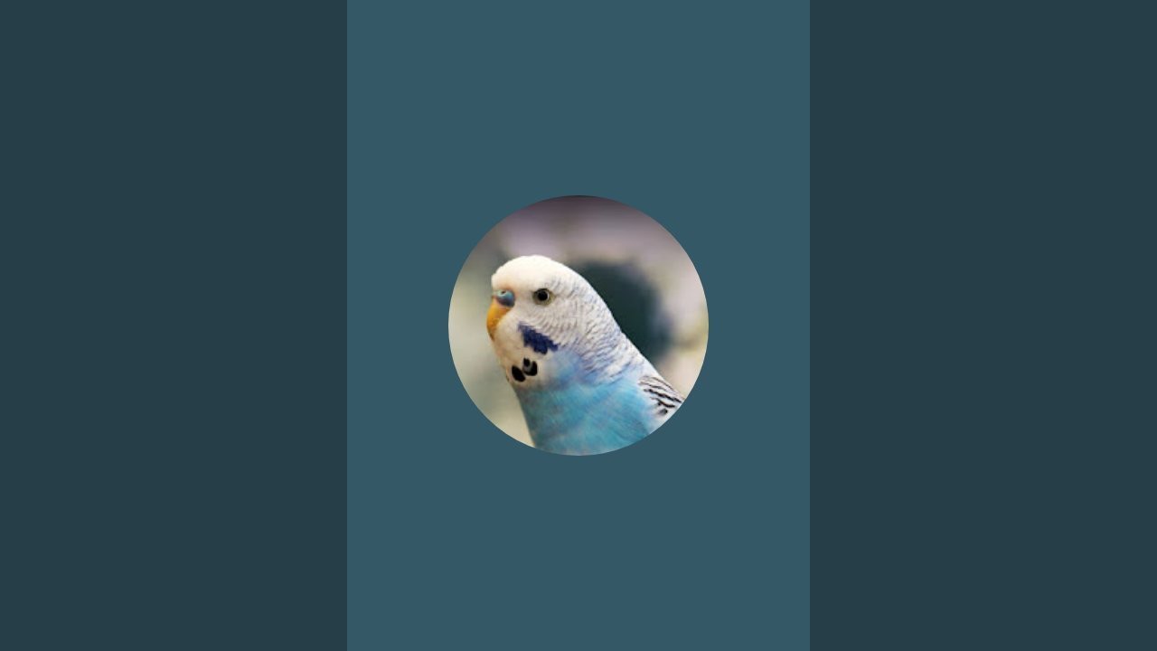 Birds vlog6200  is live!