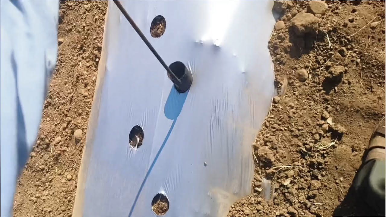 आज तरबूज की रोपाई के लिए मल्चिंग में किए होल्स 🍉🛠️ | Watermelon Planting Preparation | Vlog - 199