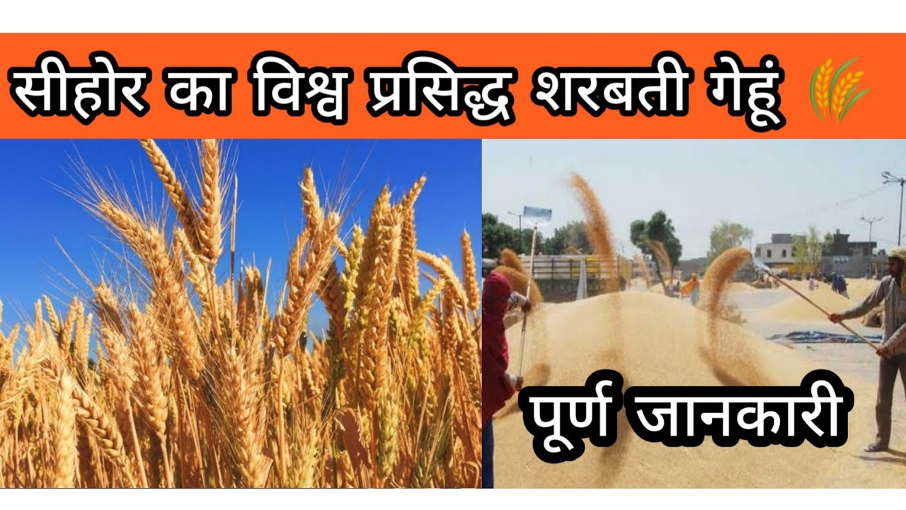 Sihore ka world famous sharbati gehu/सीहोर का विश्व प्रसिद्ध शरबती गेहूं