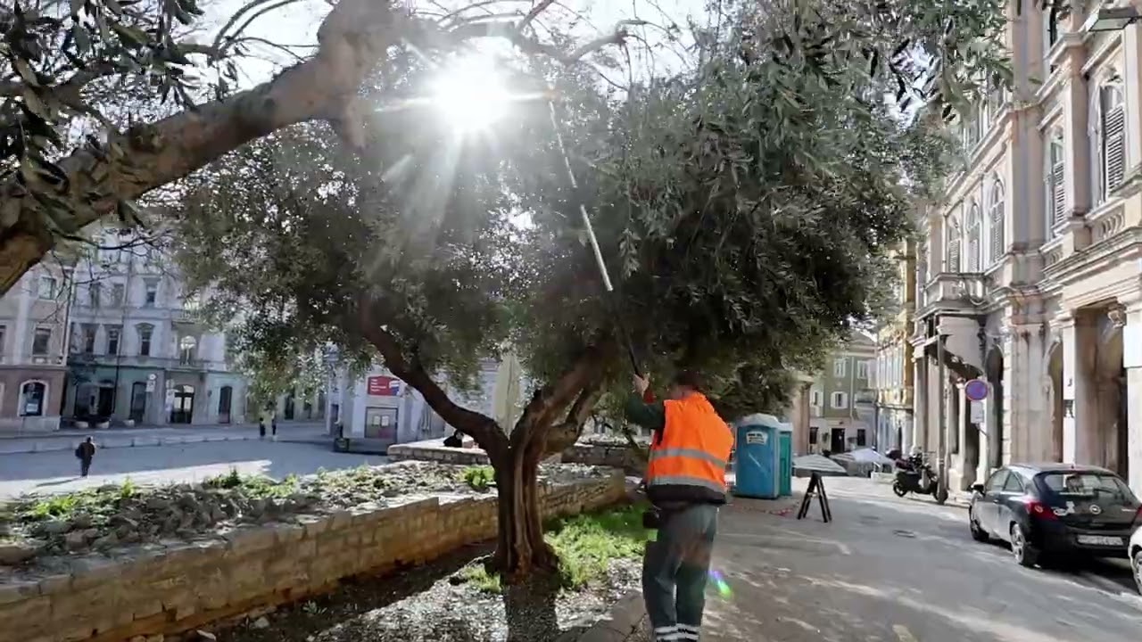 Masline u Puli dobivaju zimski tretman