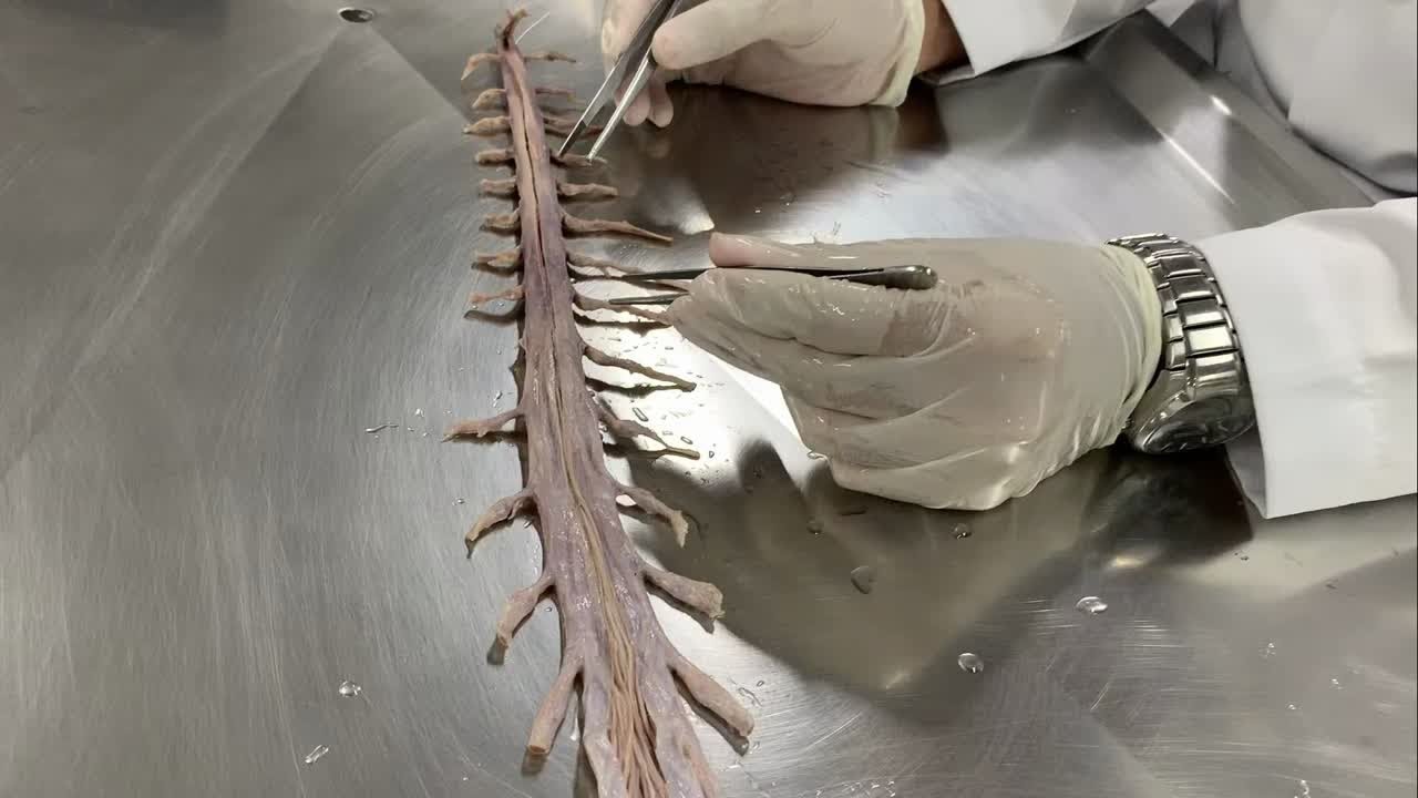 这就是脊髓，他是连接大脑和周围神经系统的关键，结构十分复杂