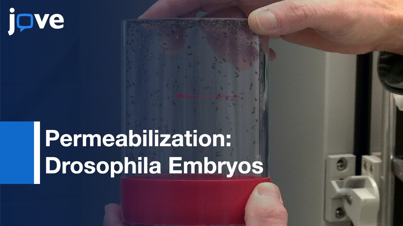 Method-Permeabilization Of Drosophila Embryos For Assays: Small Molecule Activity l Protocol Preview