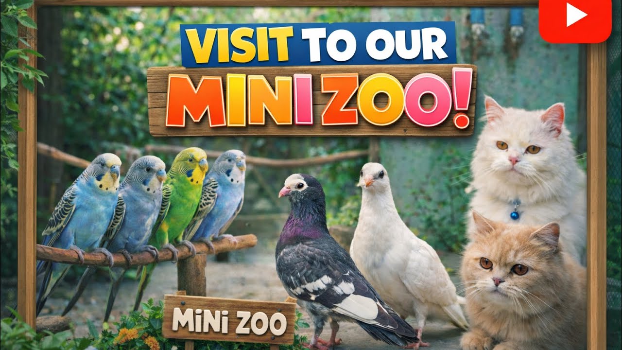Mera chota sa minizoo..😁😁. @simmi.simba_00 #youtube #video #vlog #minizoo #animals #birds 