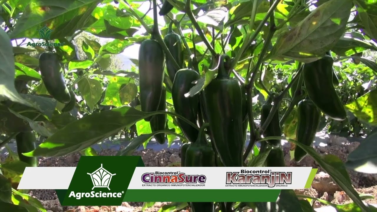 Cultivo de Chile en el estado de Hidalgo, Araceli Quiñonez