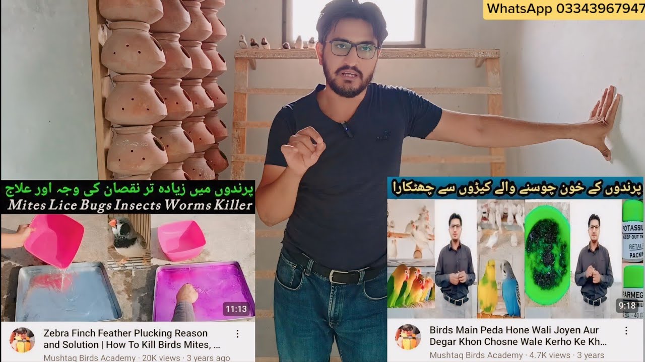 Birds Feather Plucking Problem Resolve By Potassium permegnet Shower | How To Kill Bird Lice & Mites