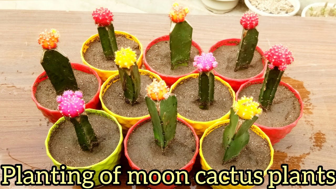 Planting of moon cactus plants