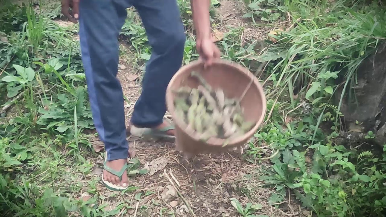 Sustainable Living: Picking Wild Velvet Beans for Cooking _FarmersLife _Shorts