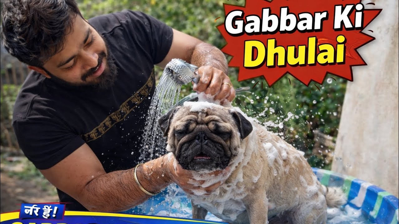 Gabbar ki dhulai 🤣 #vlog #dailyvlog #dog #pug 