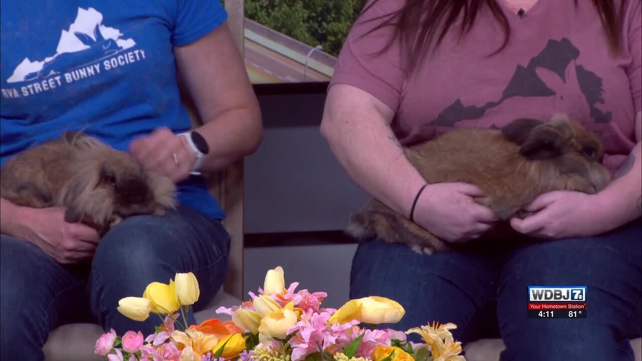 RVA Street Bunny Society Discusses Bonding in Bunnies