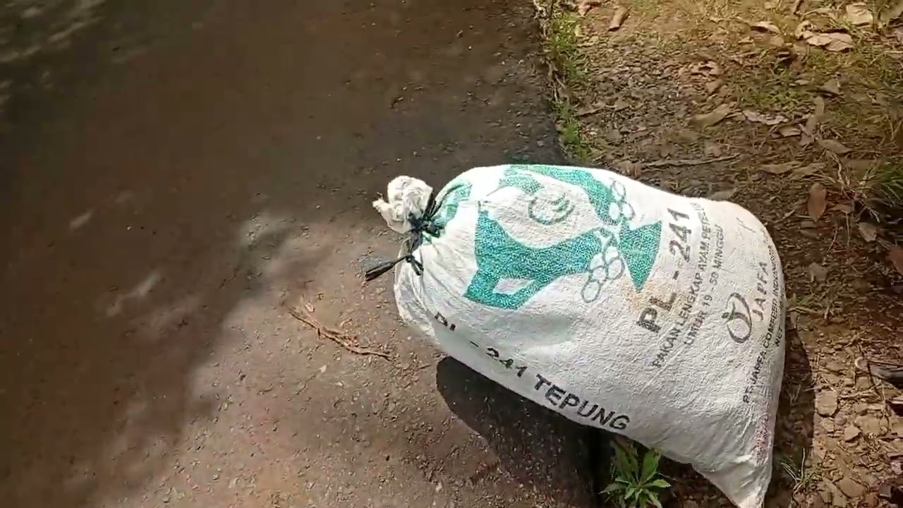 Persiapan buat panen padi (kehidupan di pedesaan@) 