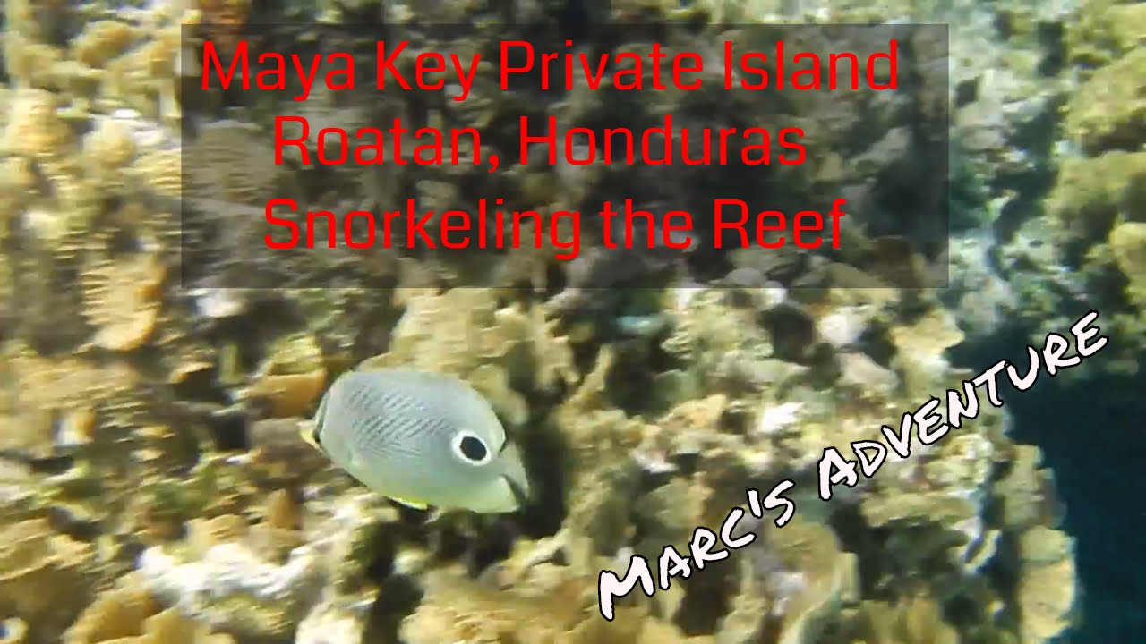 Maya Key Private Island Roatan Honduras Snorkeling the Reef