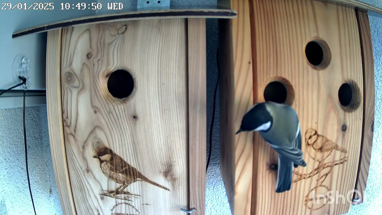 Nistkasten News 🐦🐦🐦