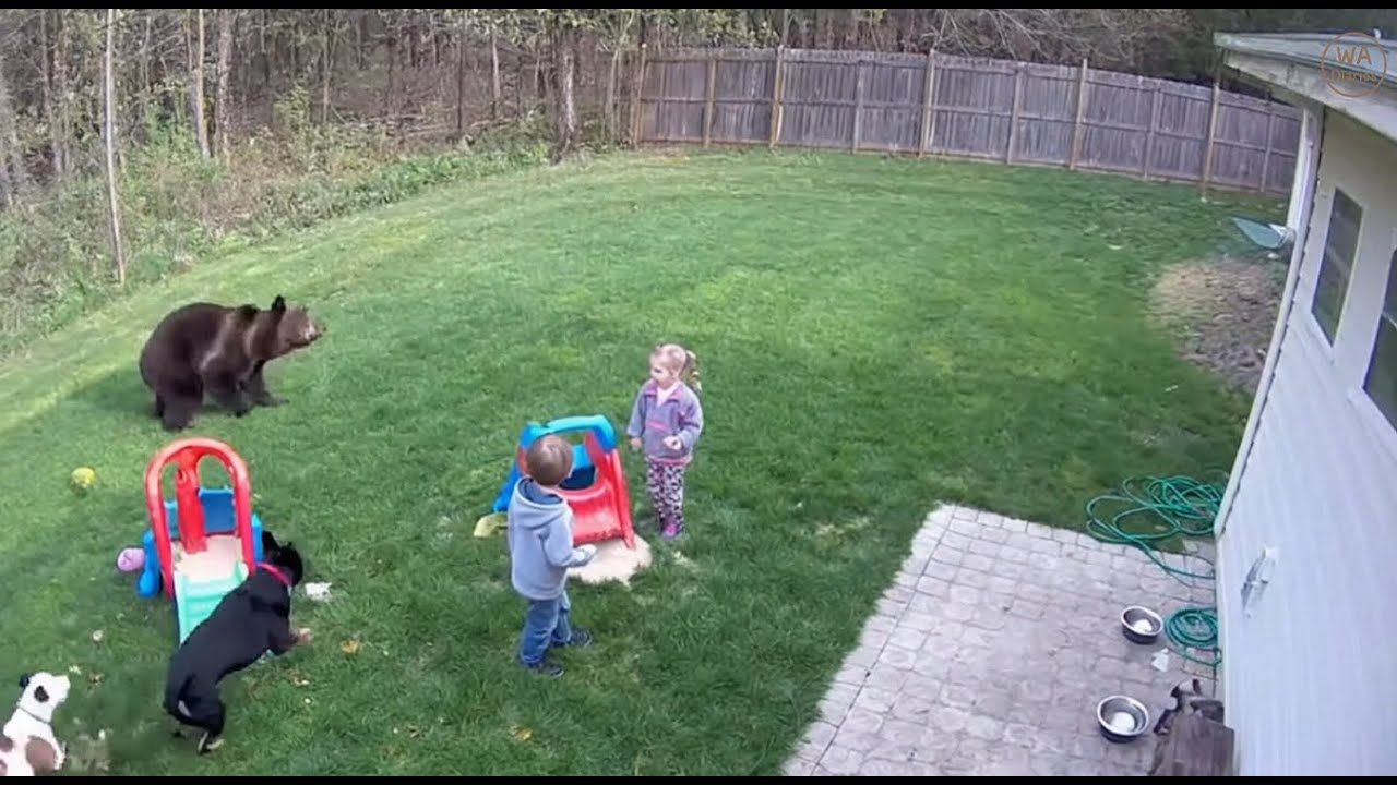 Brave Dogs Protecting the Children 🐻🐶🐶👧👦