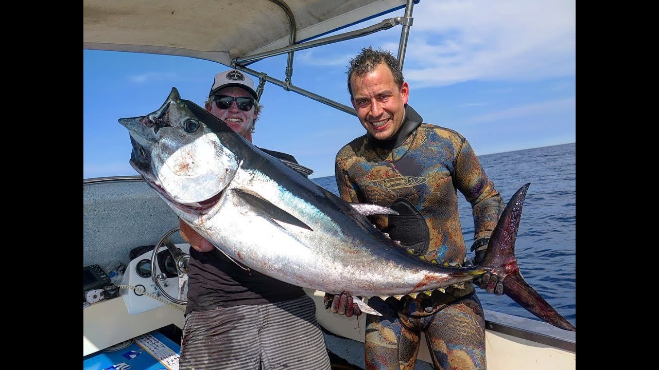 Spearfishing Sydney and swimming with a School of Rays, (Underwater Ally Adventures) Ep.23