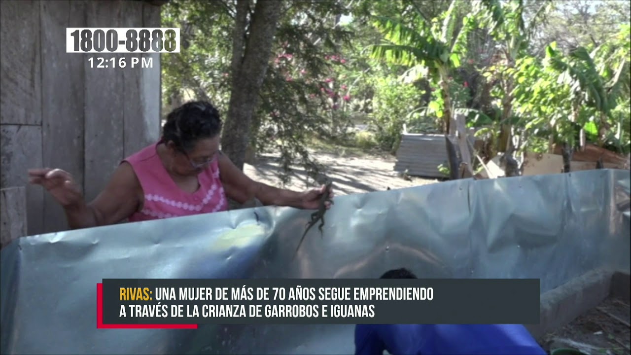 Rivas: Mujer emprende negocio sobre crianza de iguanas y garrobos - Nicaragua