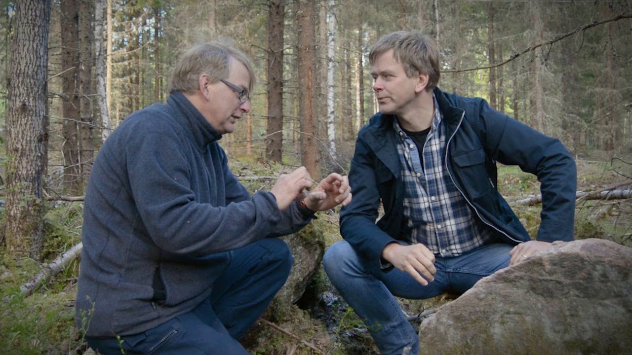 Skogsvilse 720HD