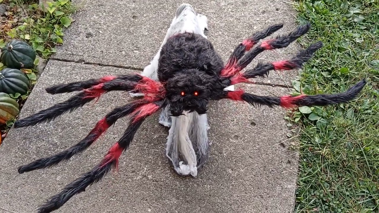 10 sub special jumping spider :3
