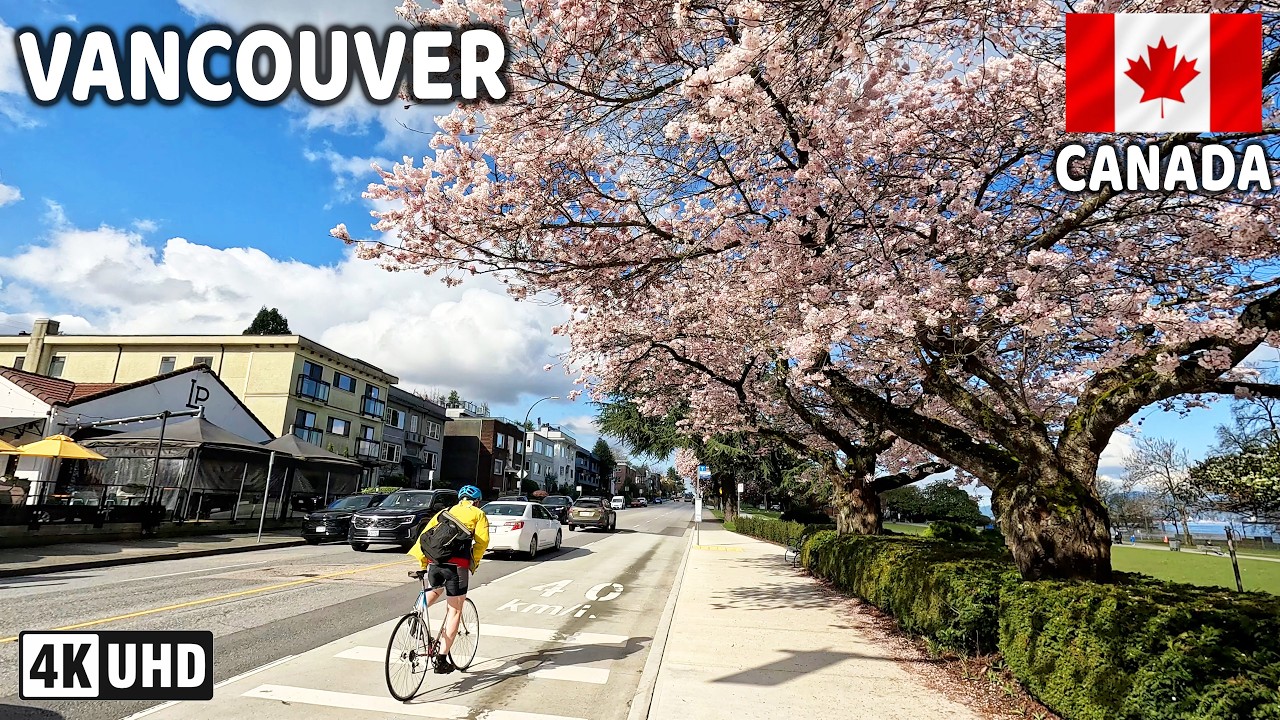 🇨🇦 【4K】☀️🌸🌸🌸  Downtown Vancouver, Kitsilano, West Vancouver. BC, Canada. Cherry Blossom 2026.