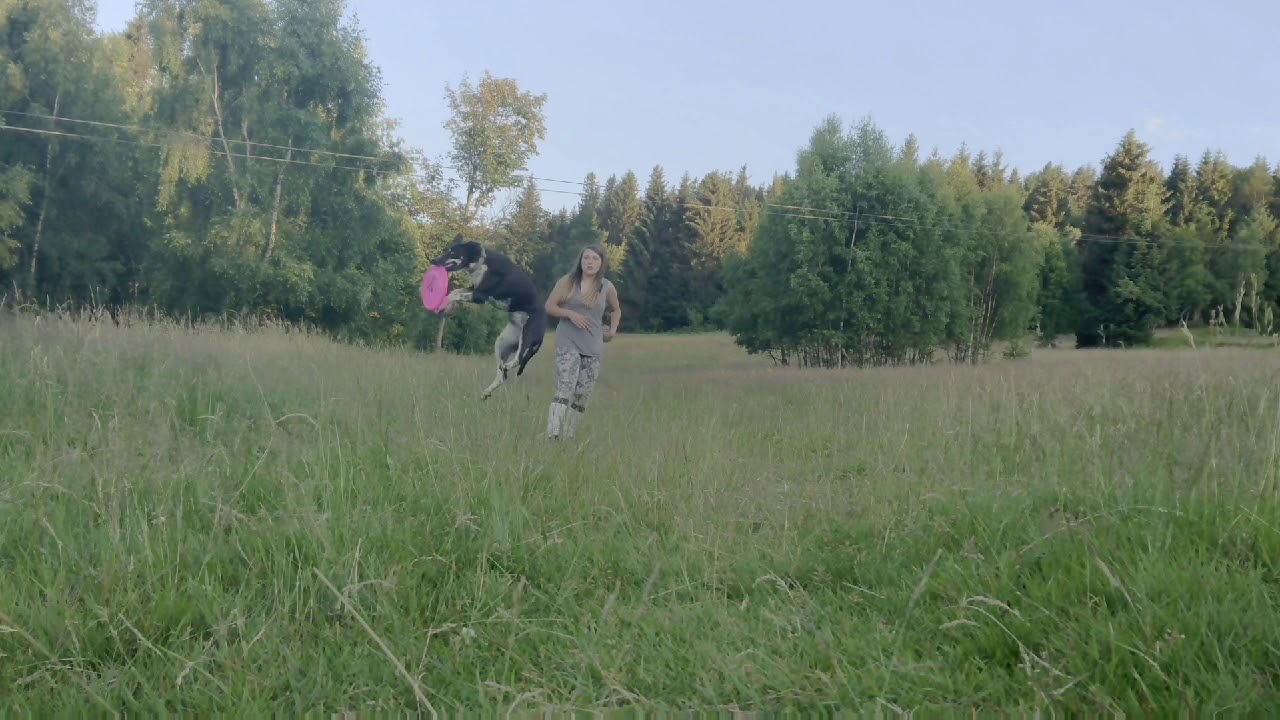 Rony - Alaskan Husky Frisbee