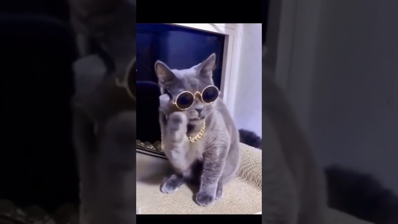 Indian cat. Fan of Indian films. Cat. Индийский кот 🐱