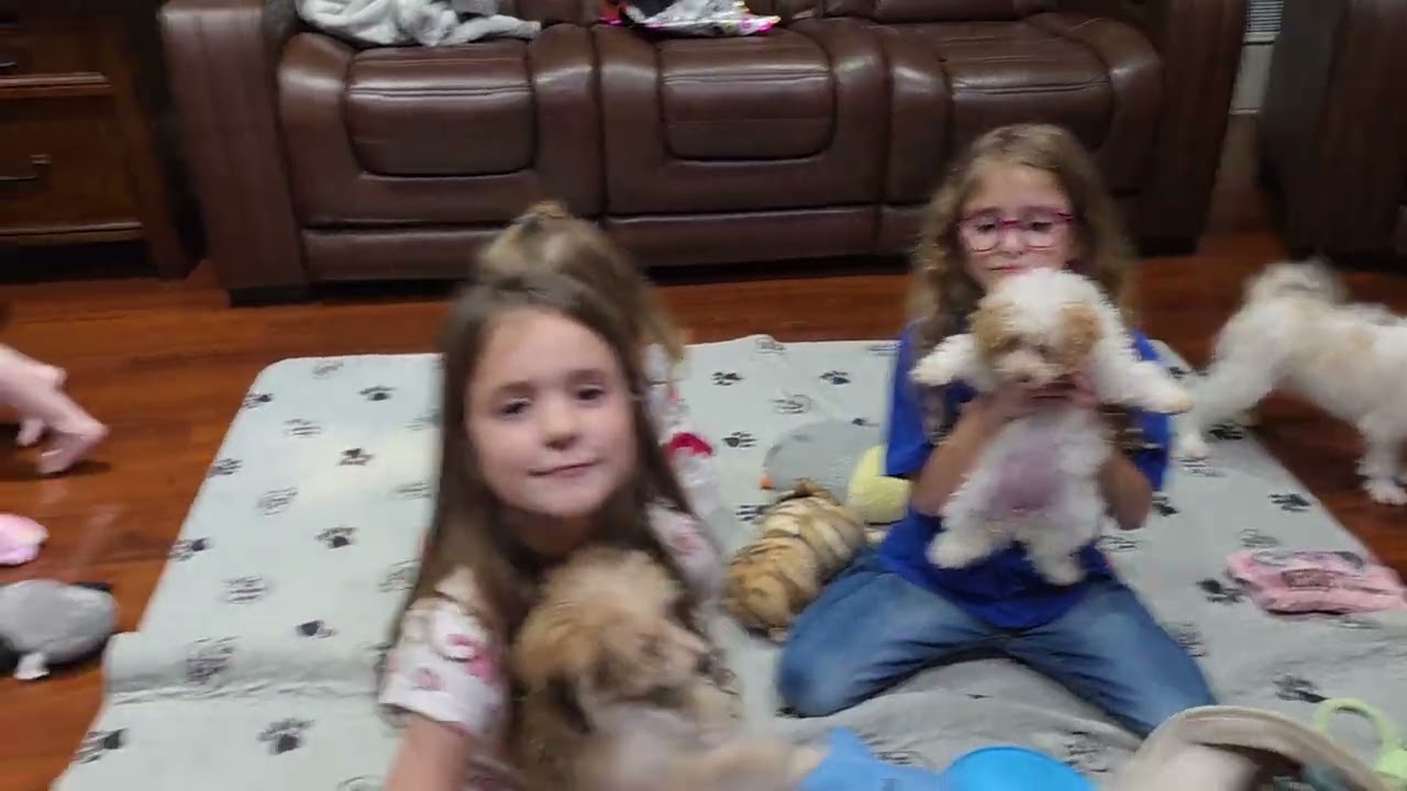 Grand kids ?& puppies make nana's house so much fun! Call text to meet them 904-838-9628 