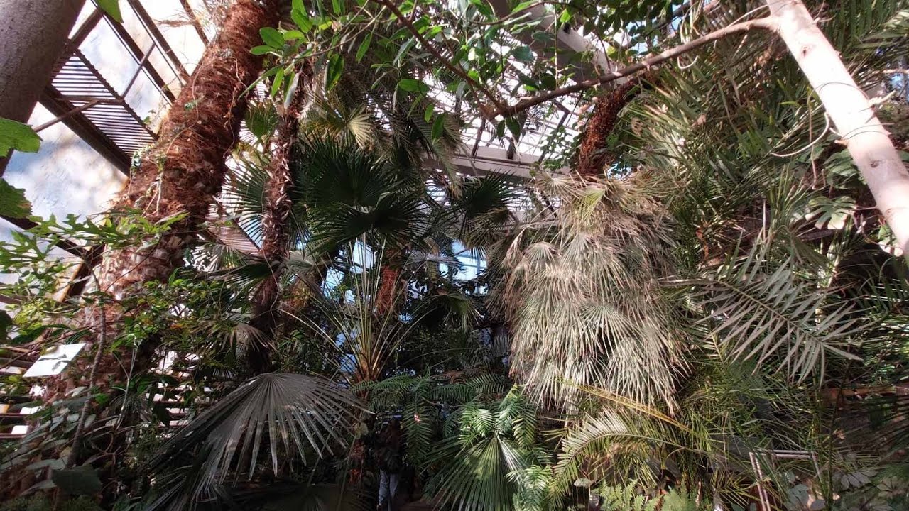 Ботанический сад ДНУ г. Днепр/ Мартовская прогулка🌺Оранжерея, цветущие азалии