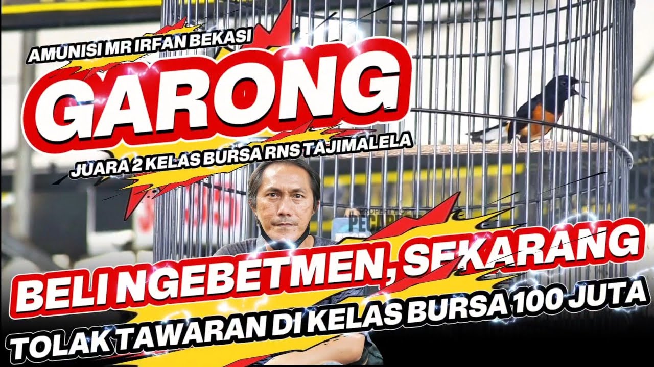 MURAI GARONG DIBELI NGEBETMEN SEKARANG STABIL JUARA : TOLAK TAWARAN DI KELAS BURSA RNS 100 JUTA