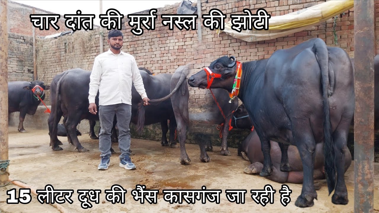 😘18 लीटर दूध की दूध दांत की झोटी मैनपुरी उत्तर प्रदेश जा रही है 832088830✅️🔥#viralvideo #cow 