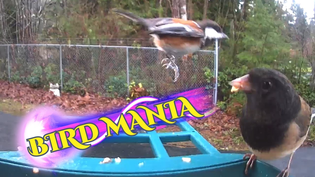 The Feeder Has Been Busy S1E5 View From Our Feeder Todays Creation.