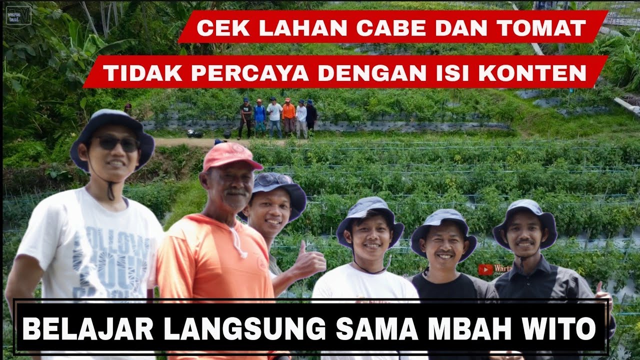 Tips dan trik dari mbah wito dalam merawat tanaman cabe agar berbuah lebat