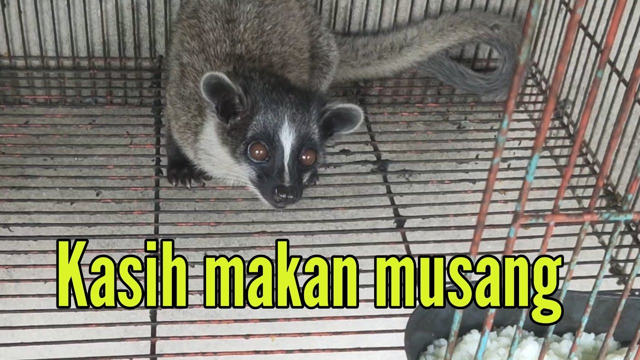 Memberi makan musang akar borneo