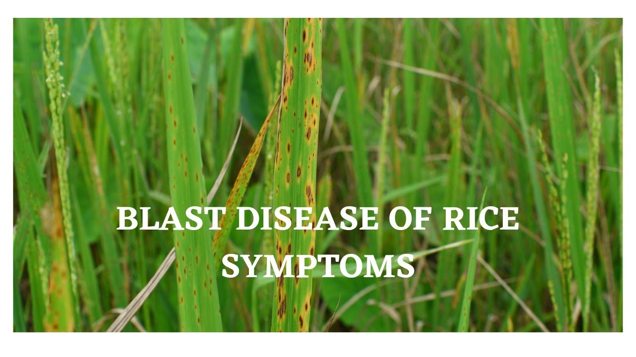 Blast Disease of Rice Symptoms