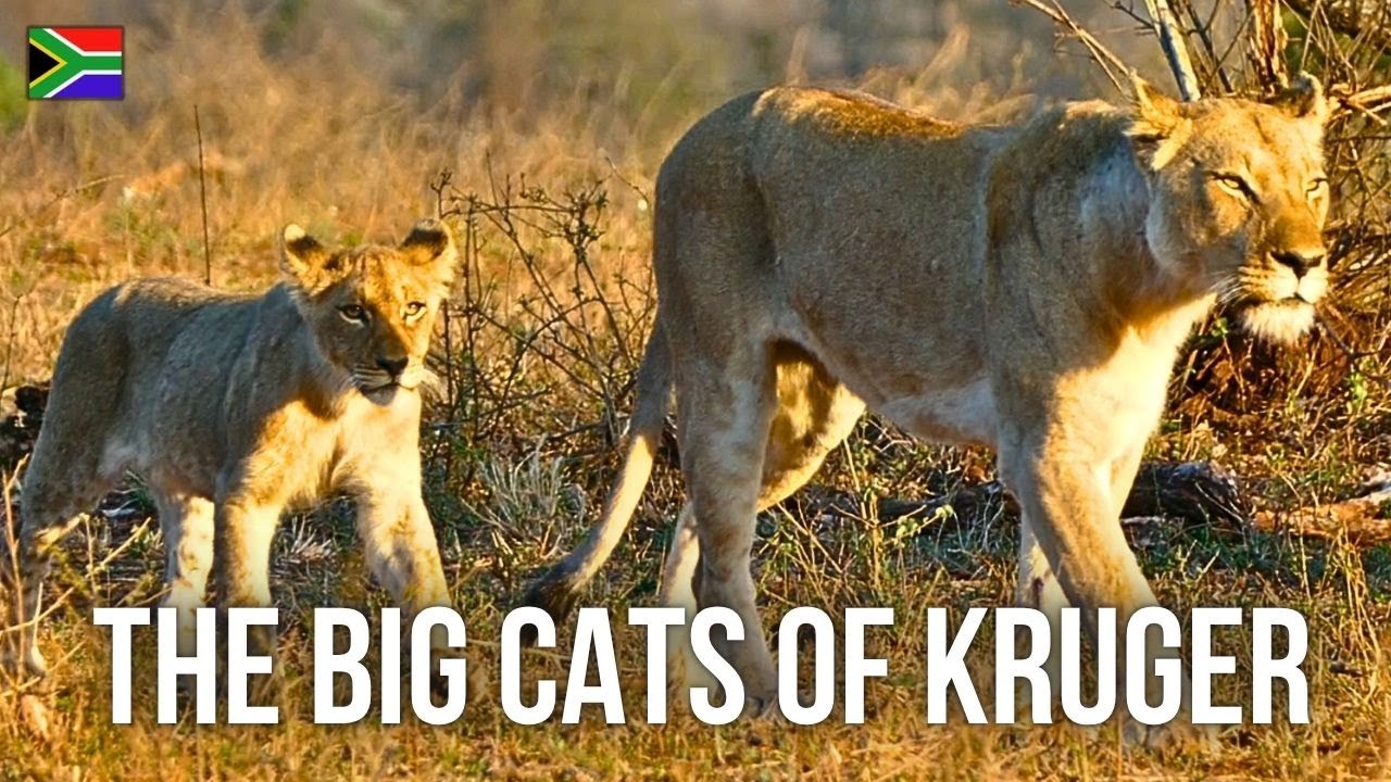 Cheetah Brothers, Leopard Cub & Brutal Lion Kill 🐆🦁 | CHAPTER 11 - Wildlife Adventures