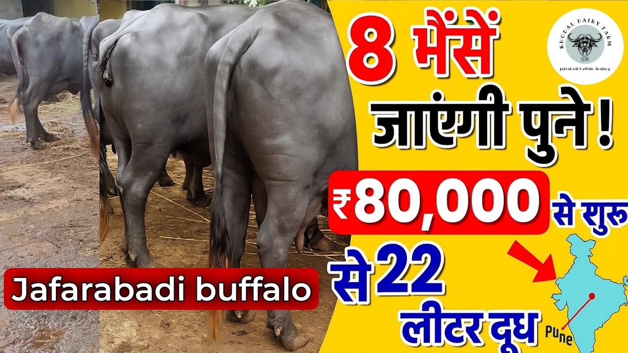 22 Liter Jafarabadi Buffalo for Sale 🐃 | Khodal Dairy Farm Gujarat 2025
