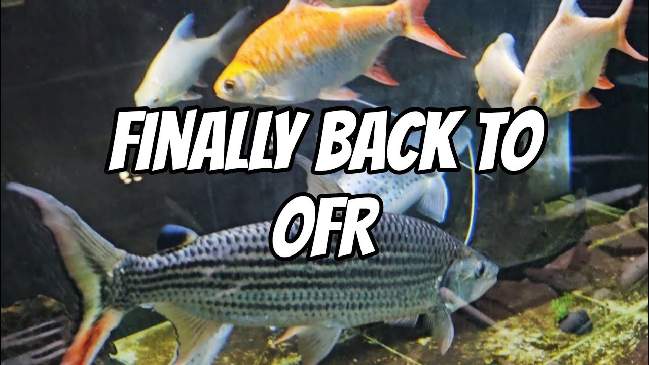 Finally Back to OFR