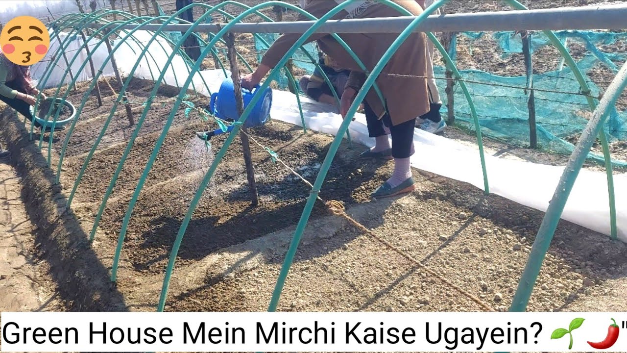 Green House Mein Mirchi Kaise Ugayein? 🌱 | My New Gardening Vlog ✨