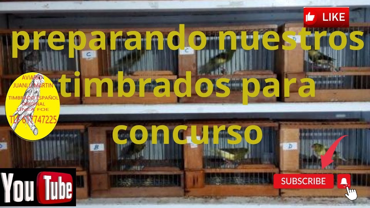 cómo entrenamos a los timbrados para concurso?