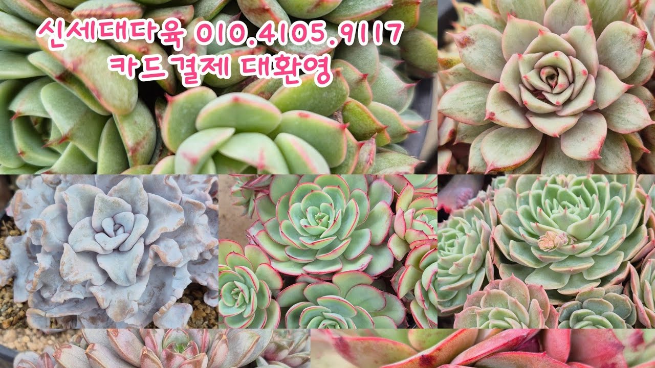 💙신세대다육010.4105.9117💙에케베리아군생 부터 녹귀란까지 올려드립니다